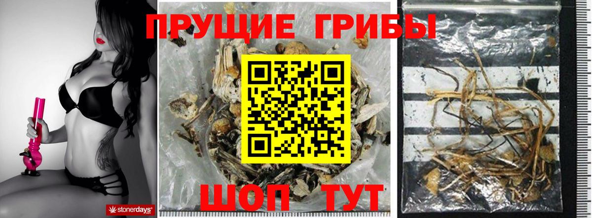 Псилоцибиновые грибы Psilocybine cubensis Бугульма